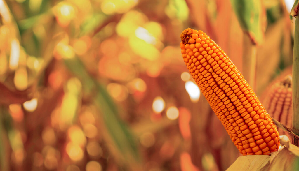 fotos-landing-page-tienda-supra-9-1-25_1920x1100-1