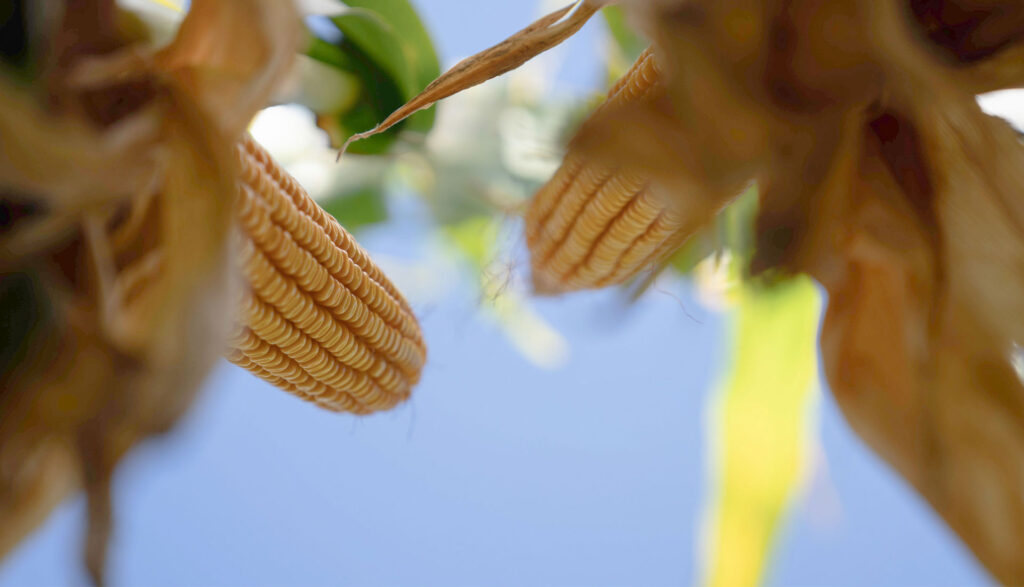 fotos-landing-page-tienda-supra-9-1-25_1920x1100-4